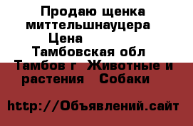 Продаю щенка миттельшнауцера › Цена ­ 20 000 - Тамбовская обл., Тамбов г. Животные и растения » Собаки   
